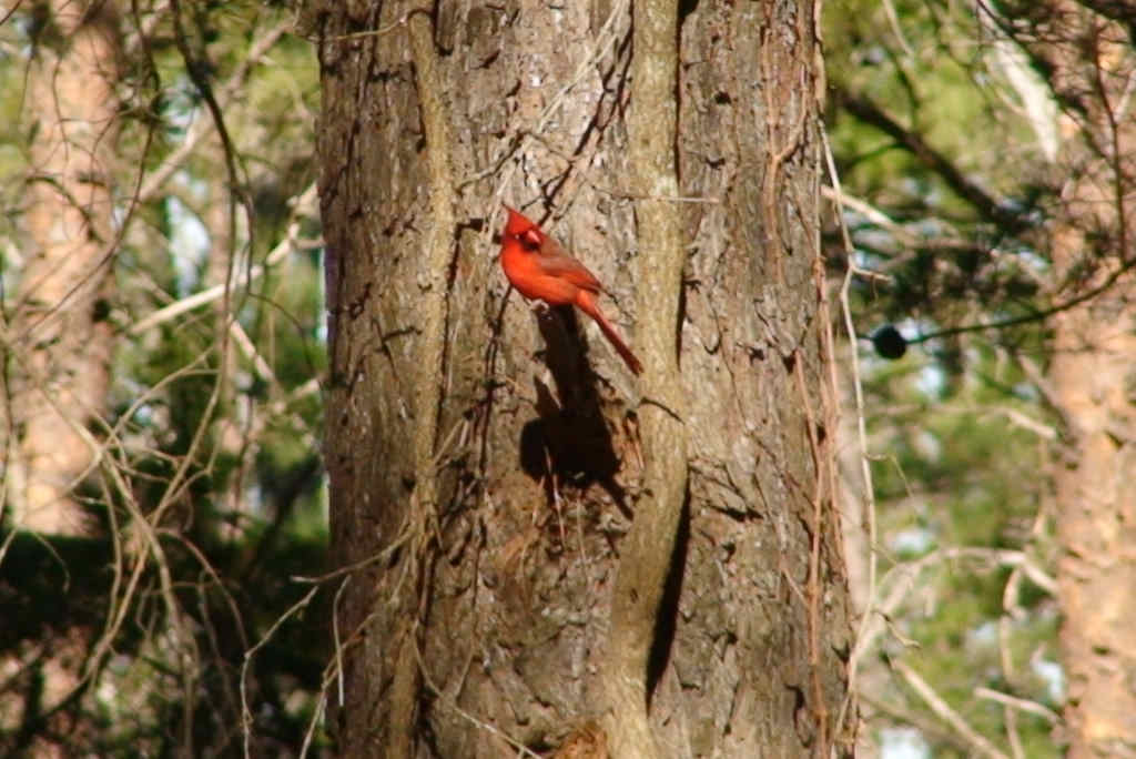 000cardinal.jpg