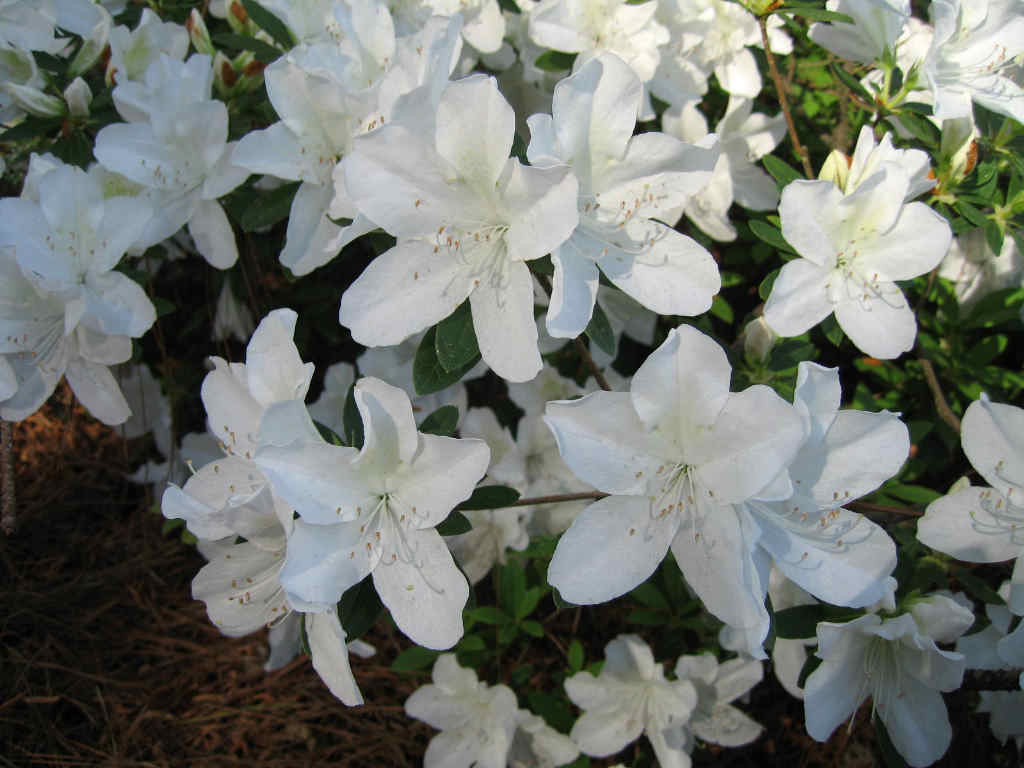 010whiteclos.jpg