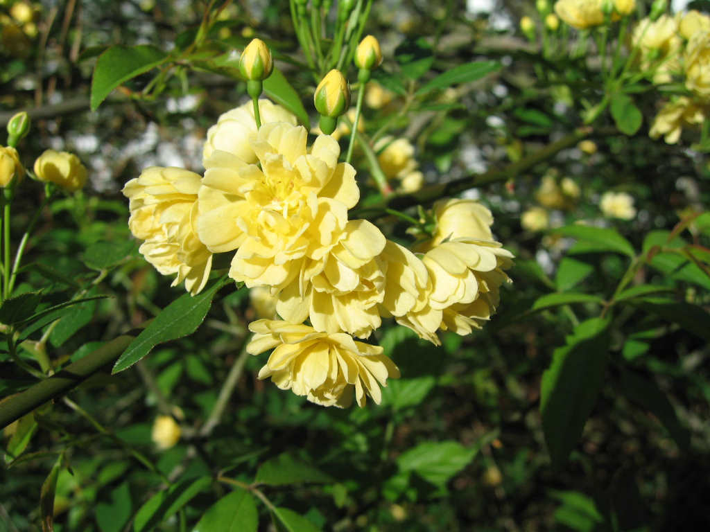 011yellowrose.jpg