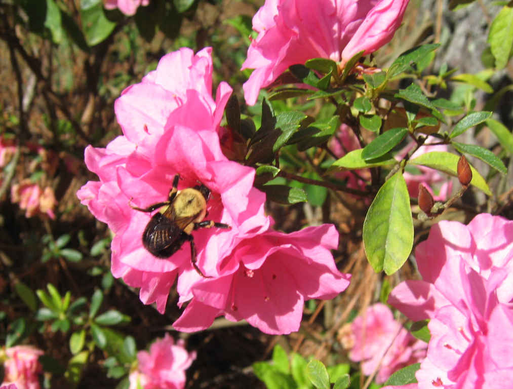 023bee.jpg