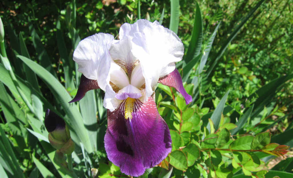 030iris.jpg