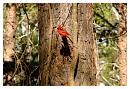 000cardinal.jpg