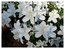 010whiteclos.jpg
