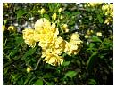 011yellowrose.jpg
