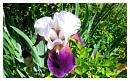 030iris.jpg
